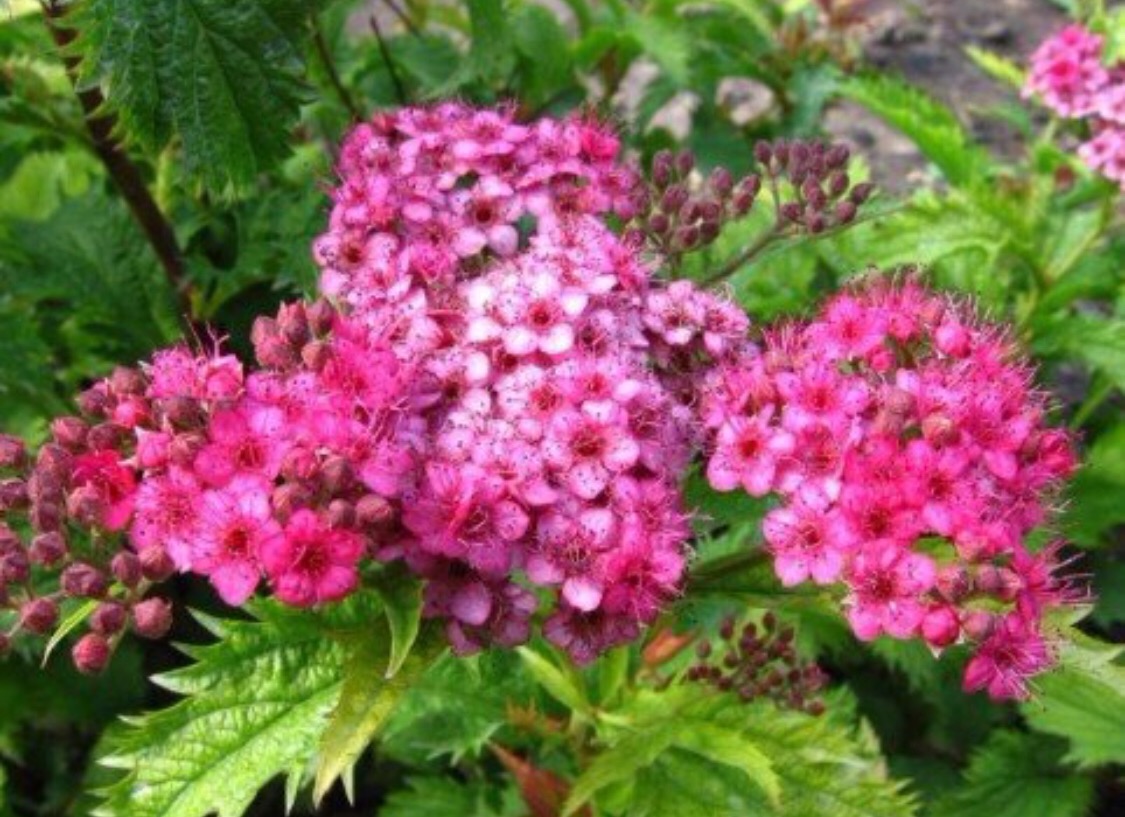 Спирея японская