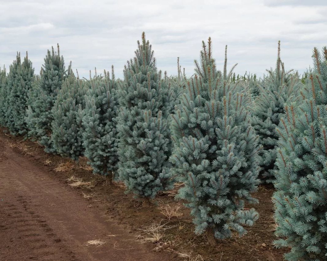 Ель колючая