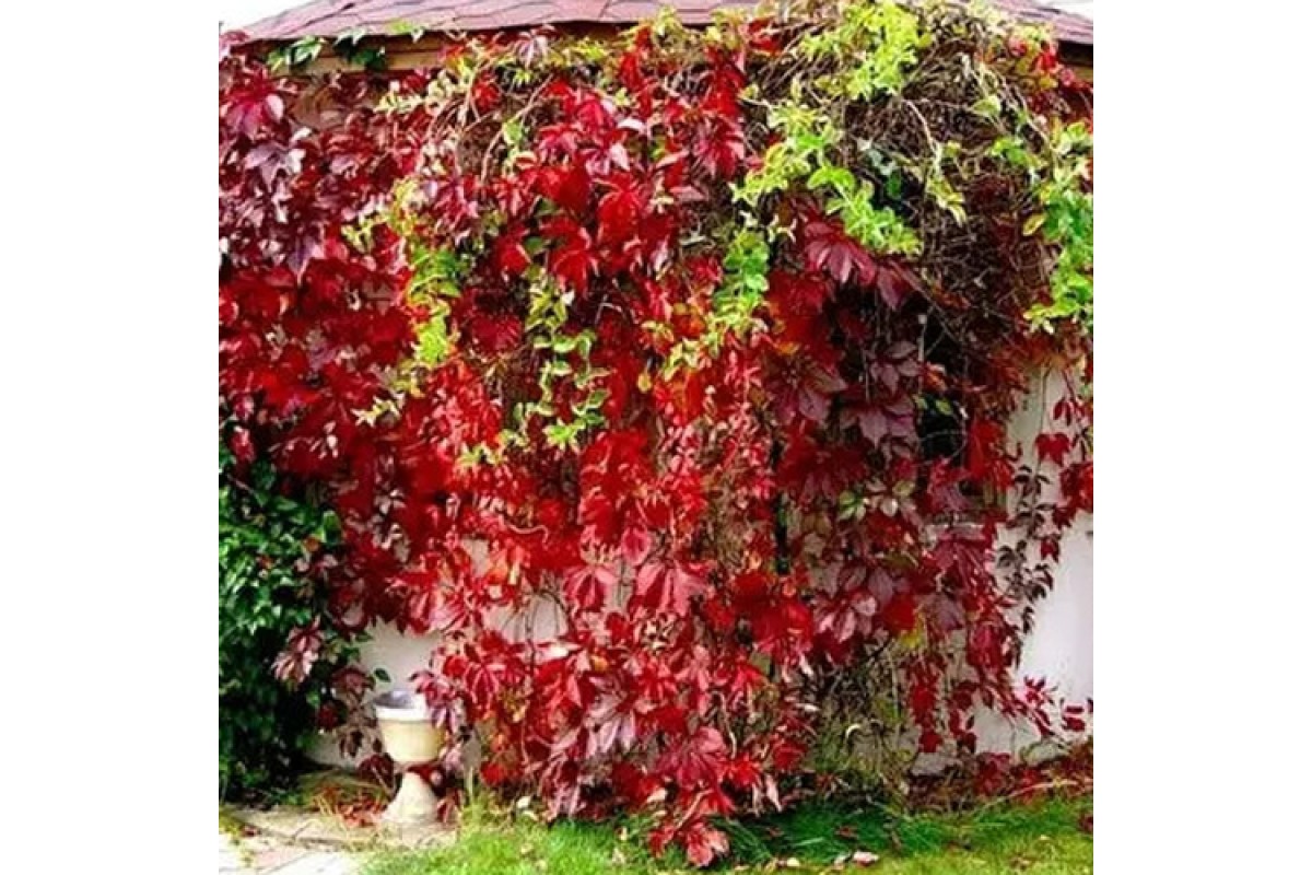 Девичий виноград Генри