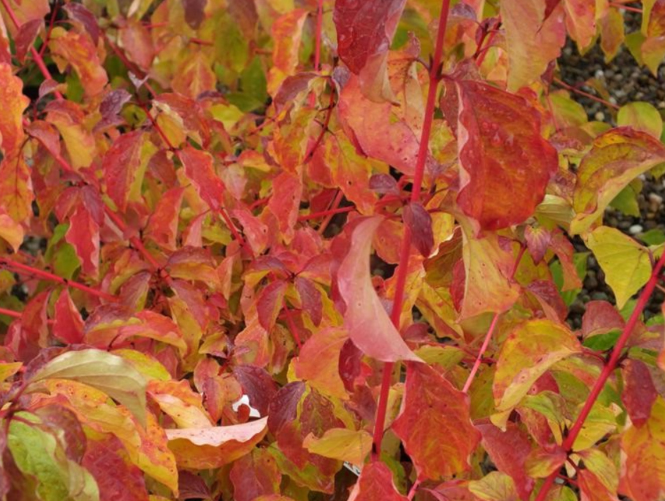 Дерен кроваво-красный Дерен кроваво-красный