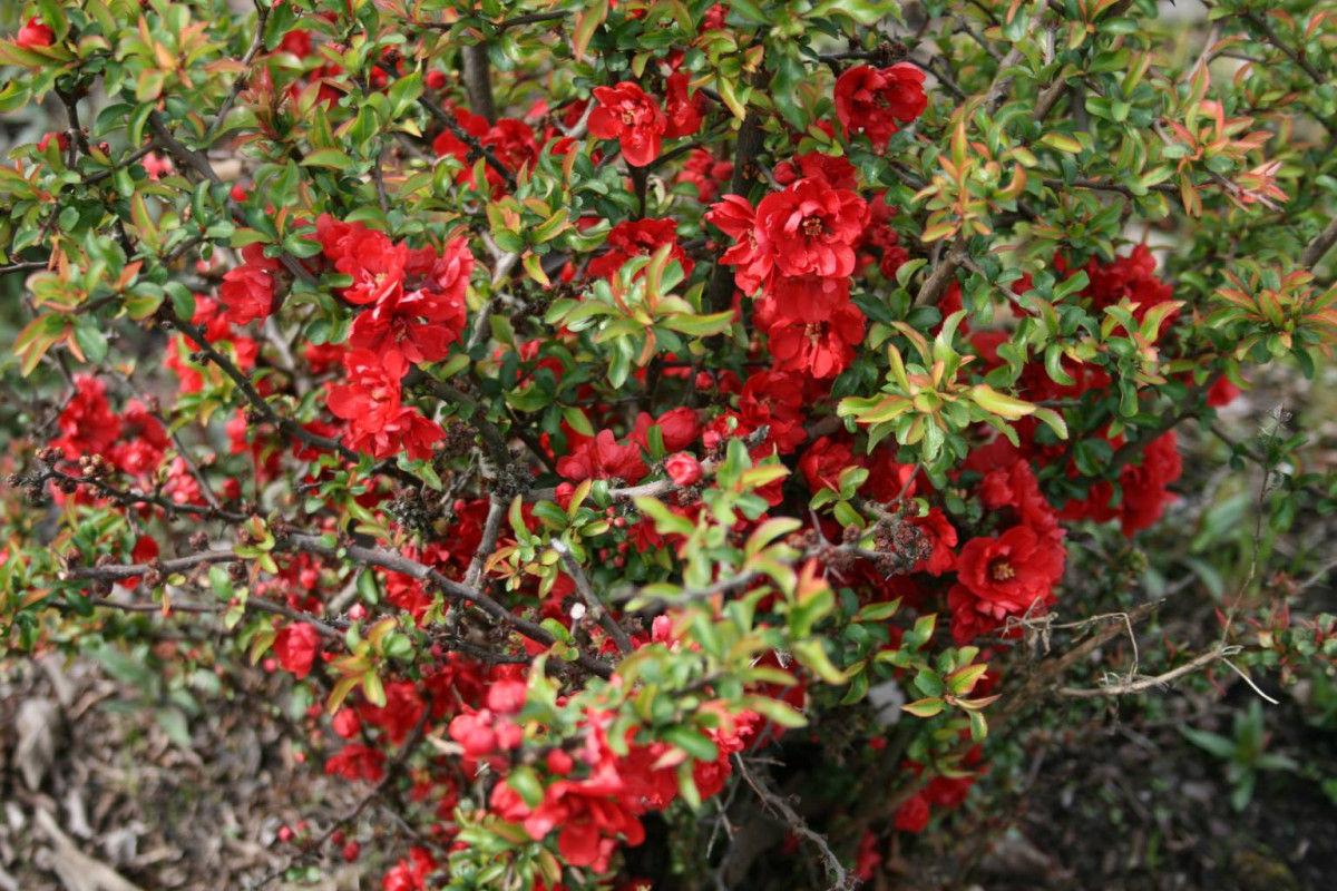 Айва мраморная