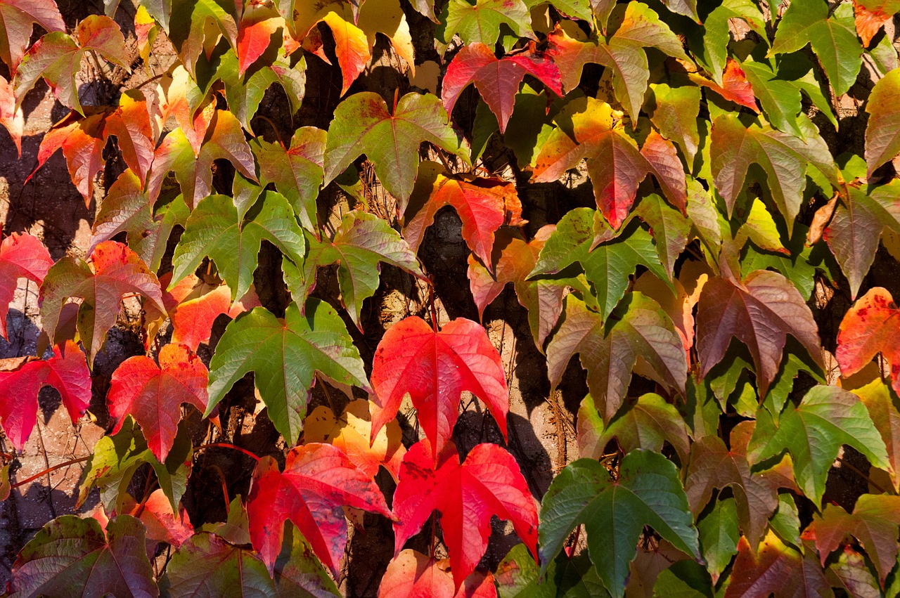 Девичий виноград триостренный