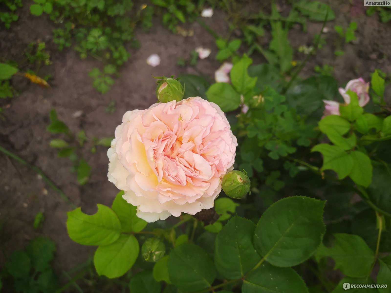 Роза французская