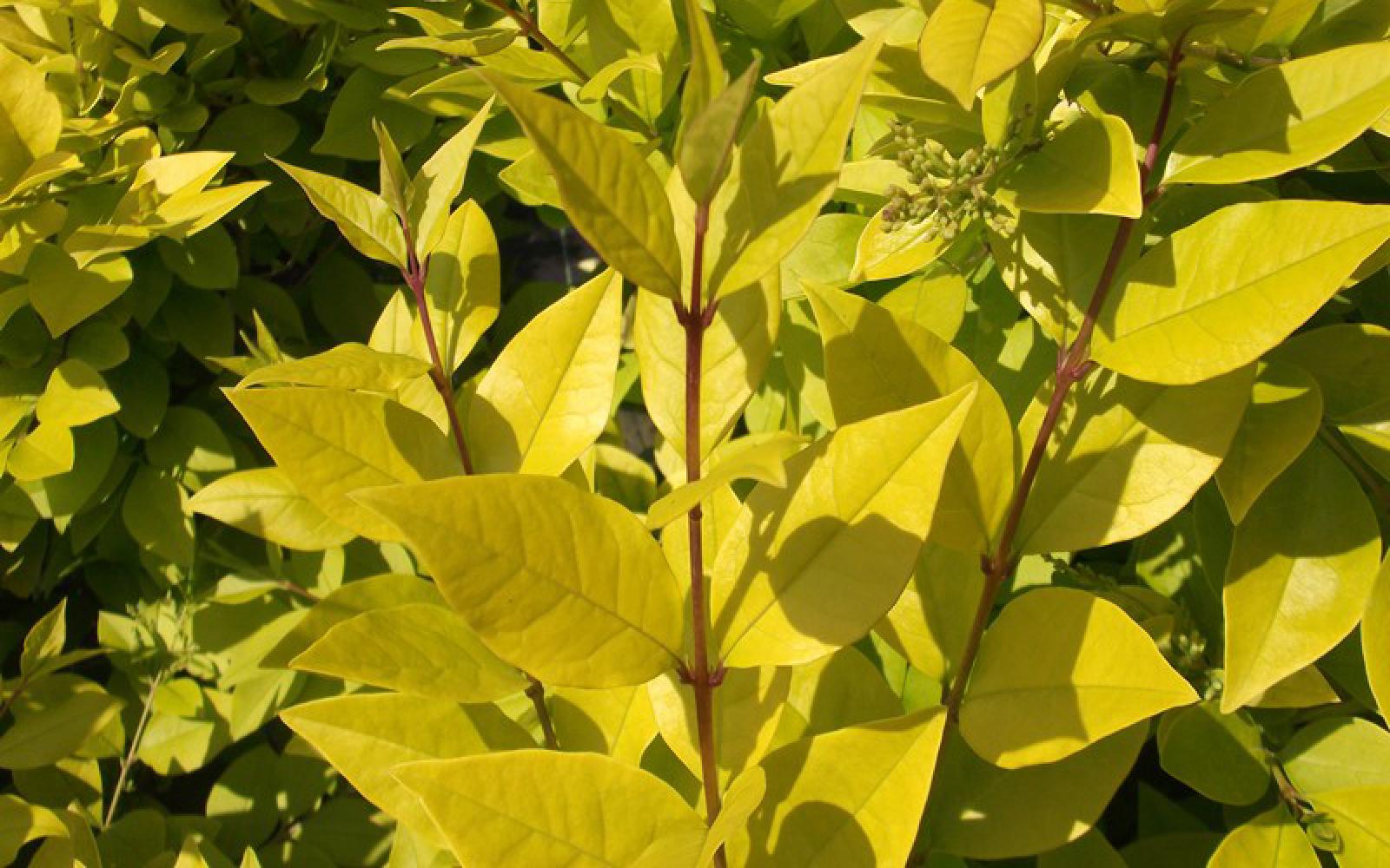 Бирючина золотистая