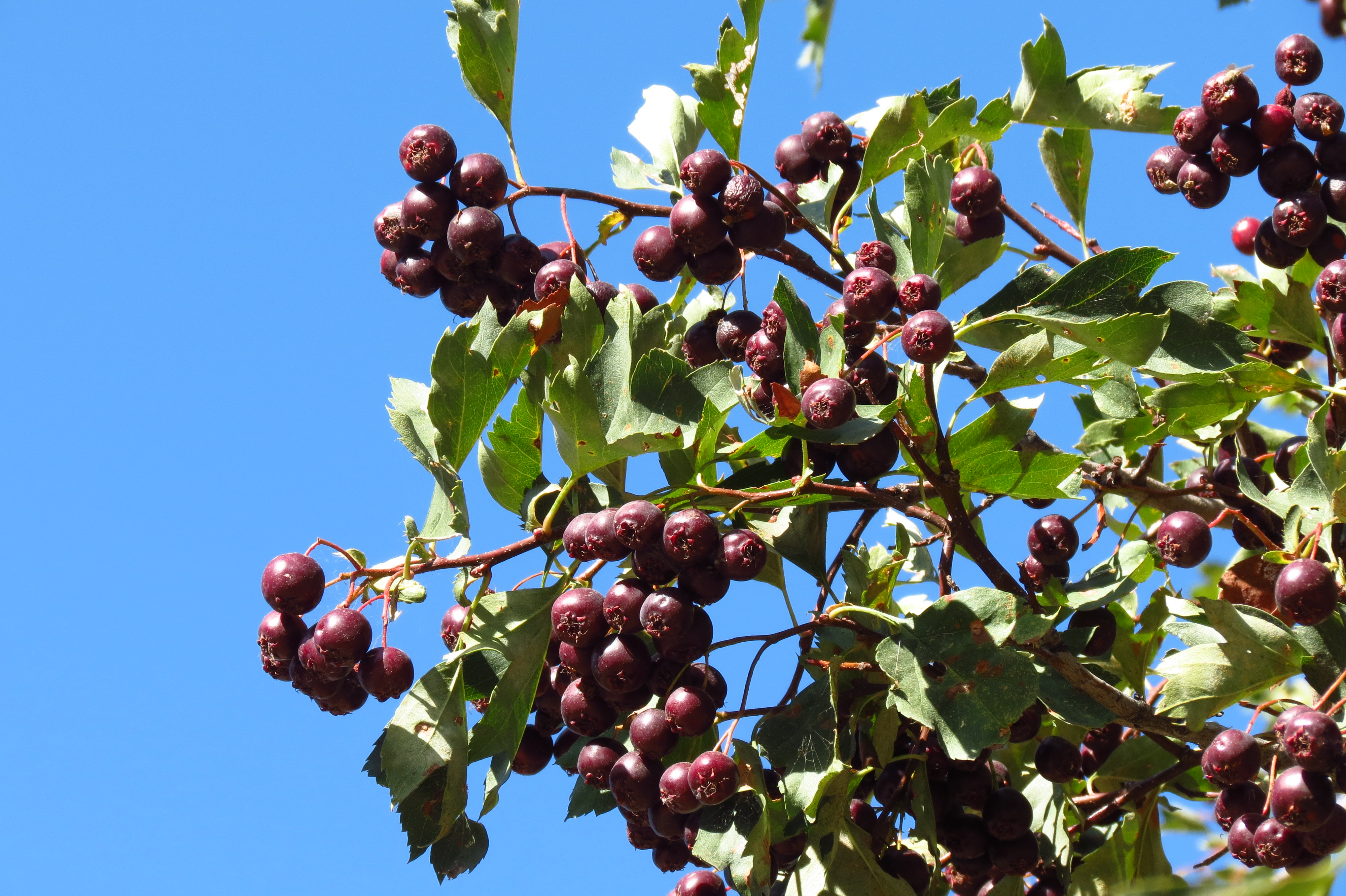 Боярышник зеленомясый