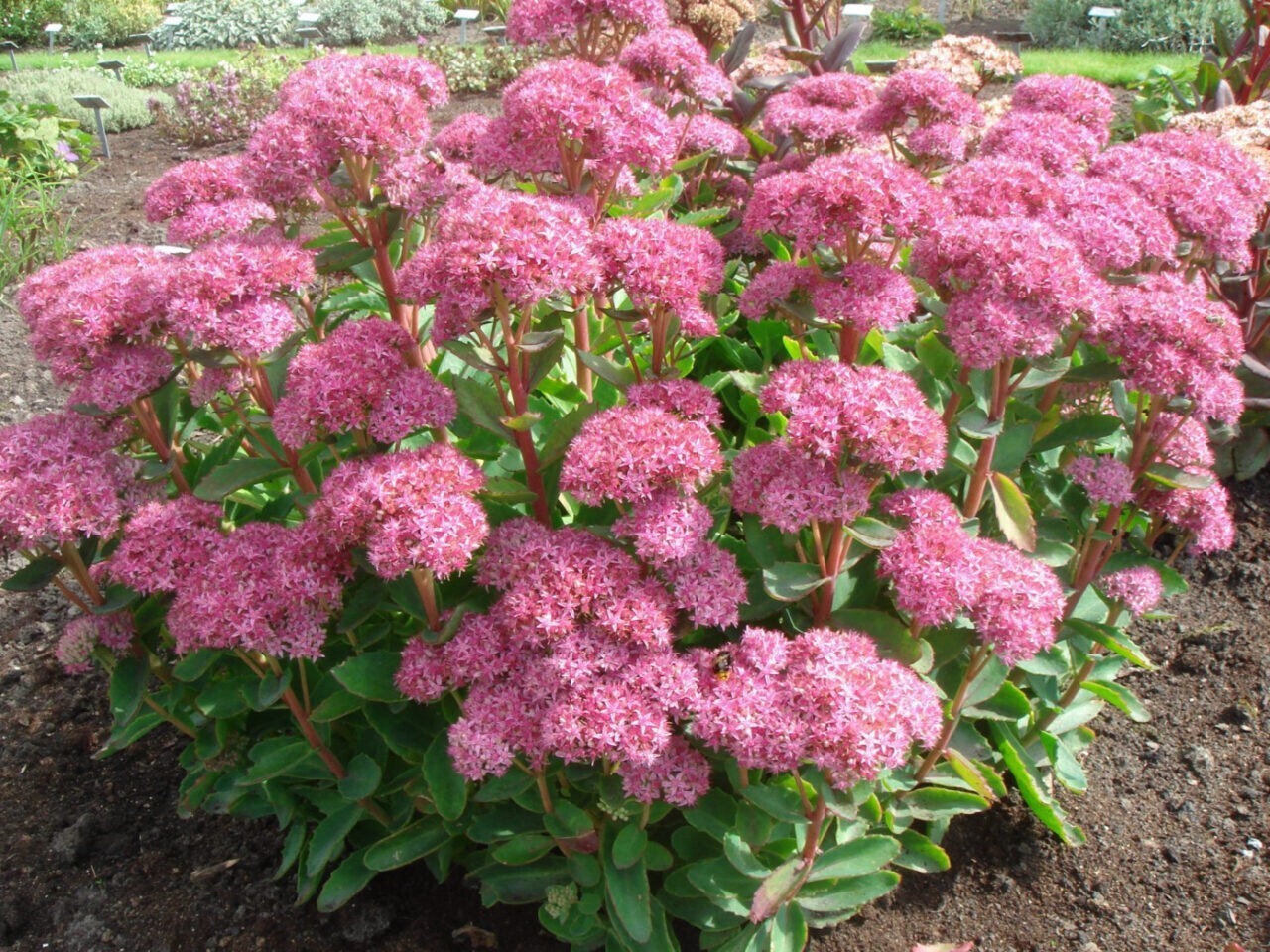 Безвкусница гибридная