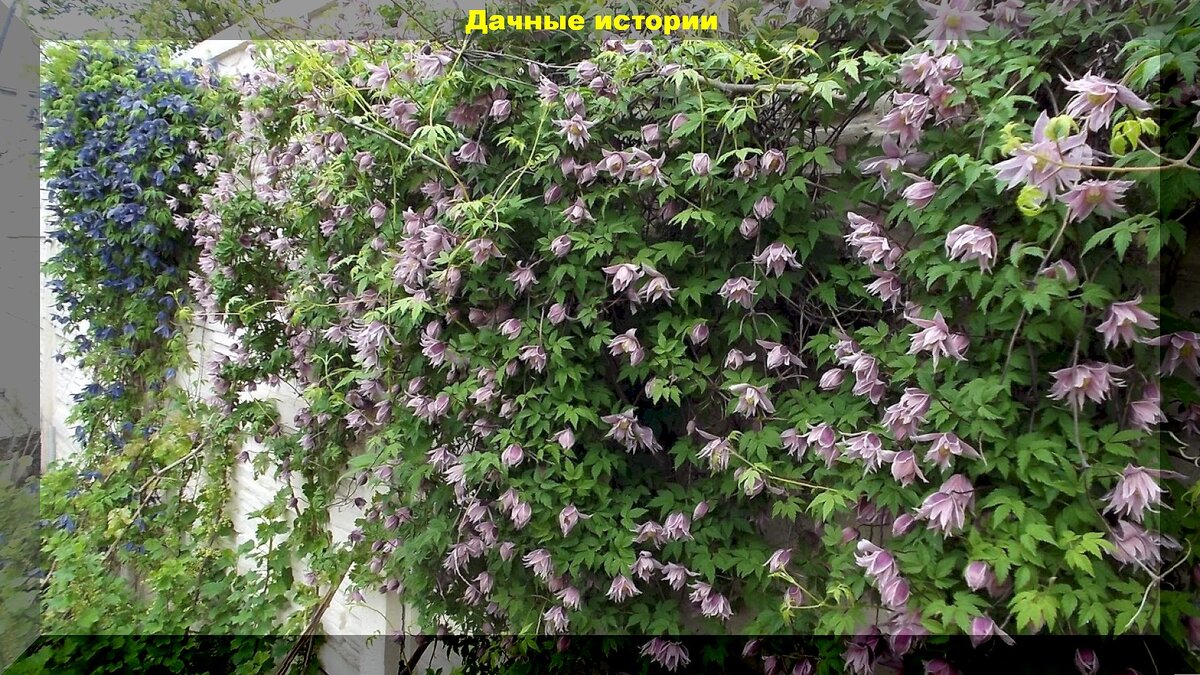 Княжик пушистый