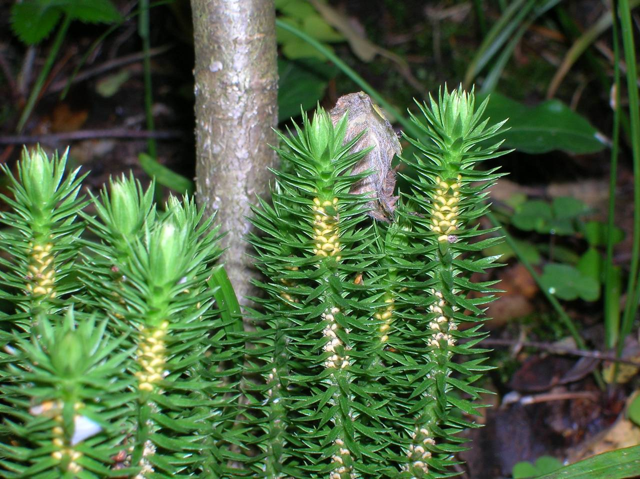 Баранец (растение)