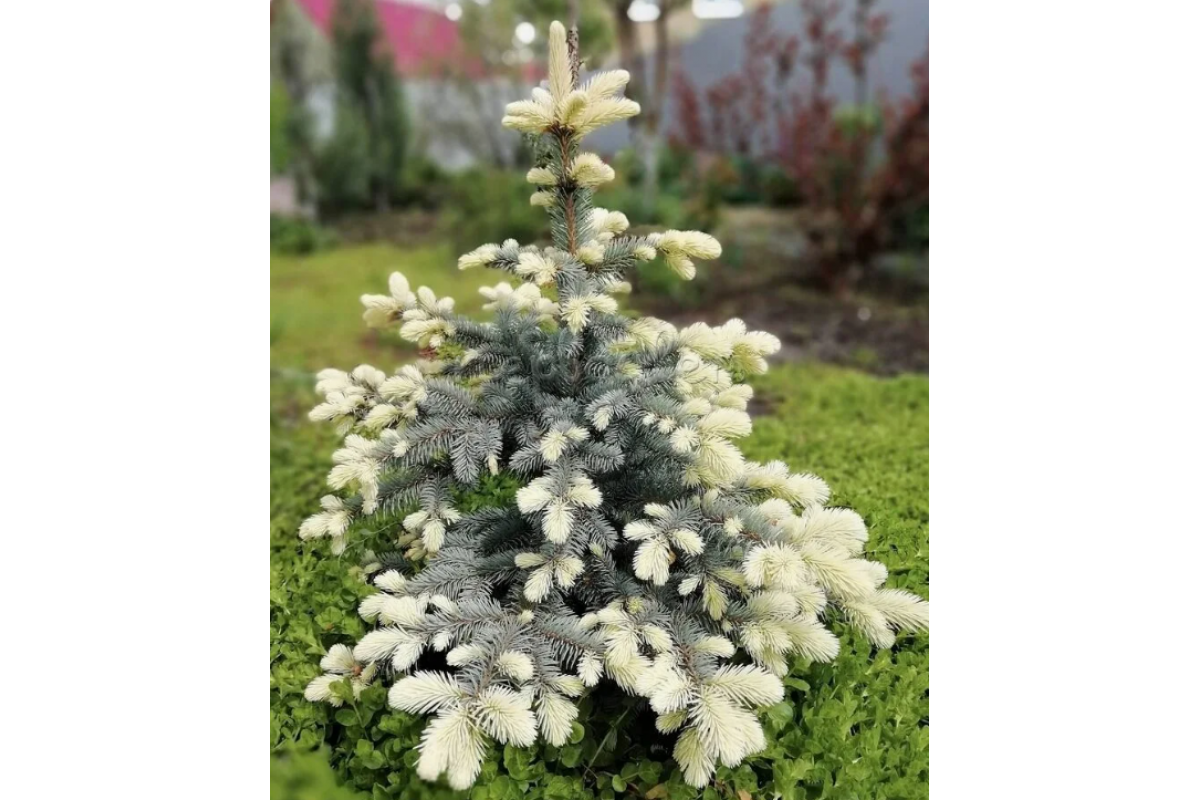 Ель колючая