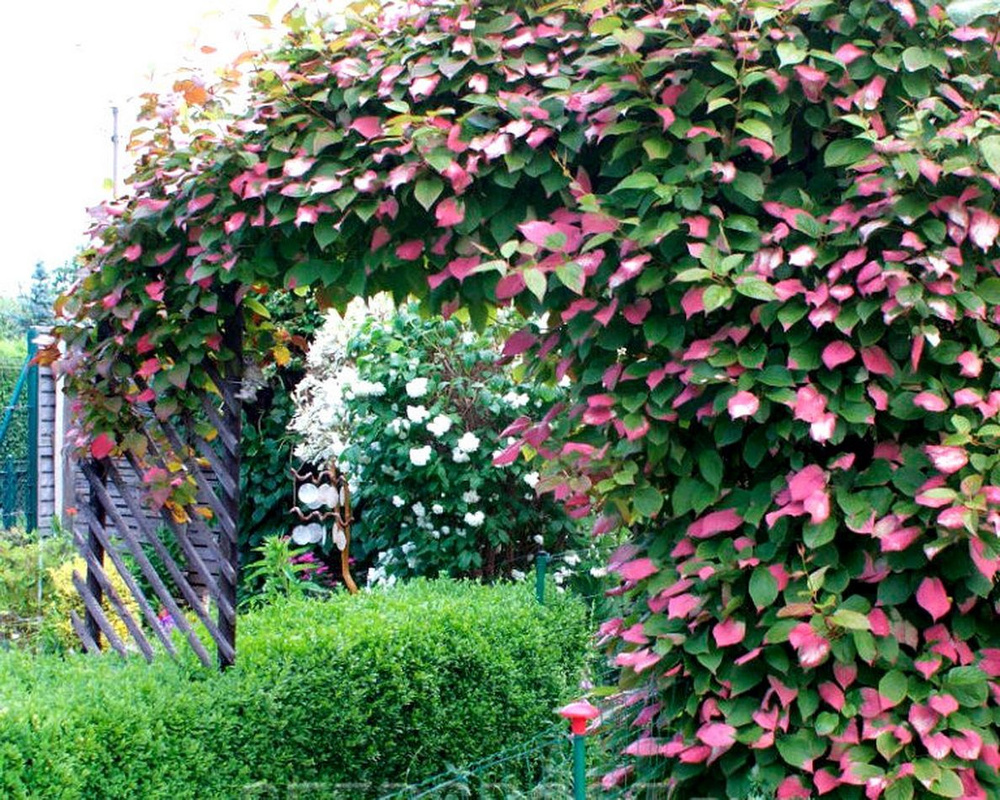 Актинидия коломикта