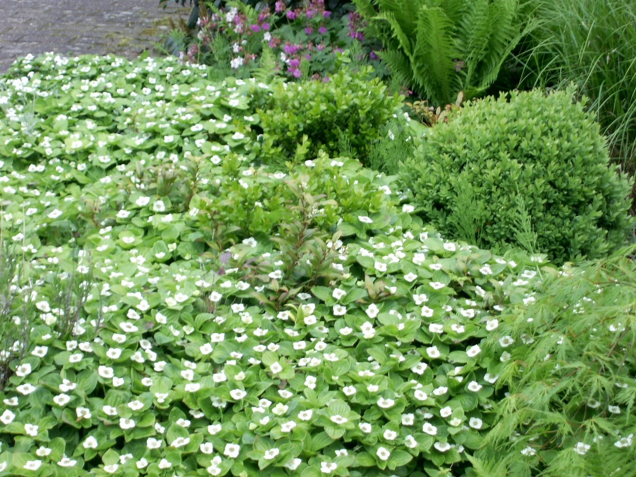 Дерен канадский Дерен канадский