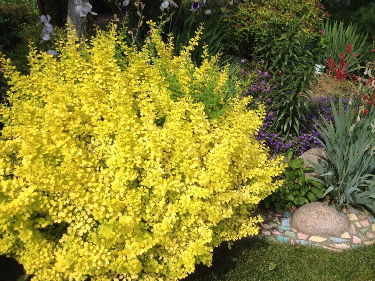 Барбарисовик Барбарисовик