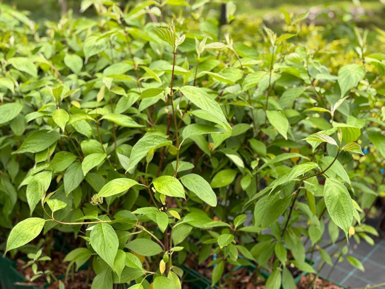 Дерен Натела Дерен Натела