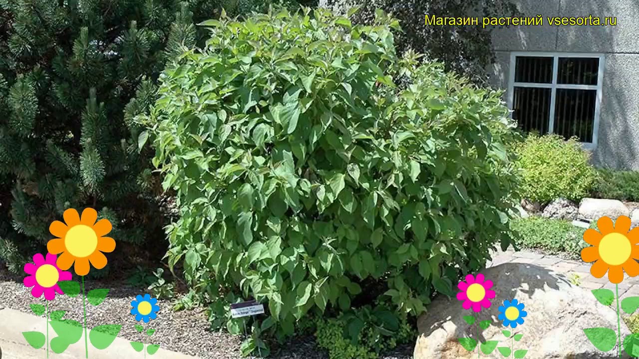 Дерен белый