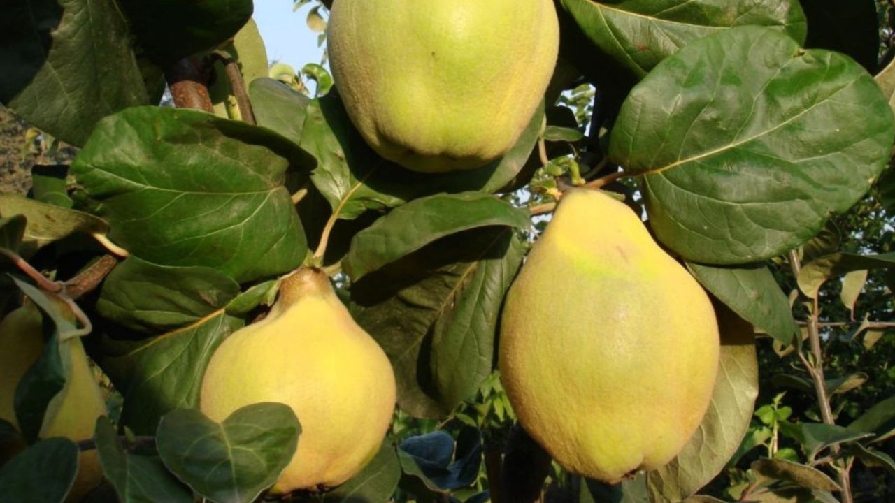 Айва грушевидная