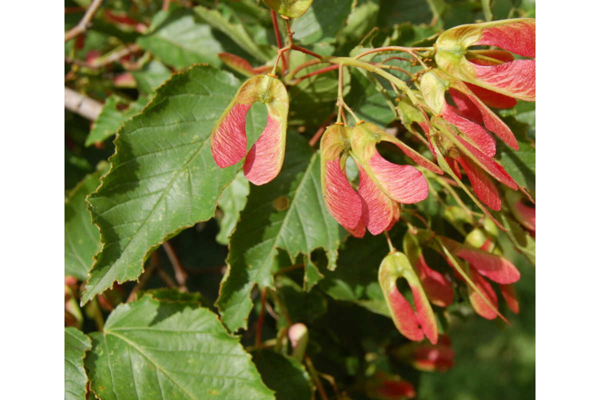 Клён татарский