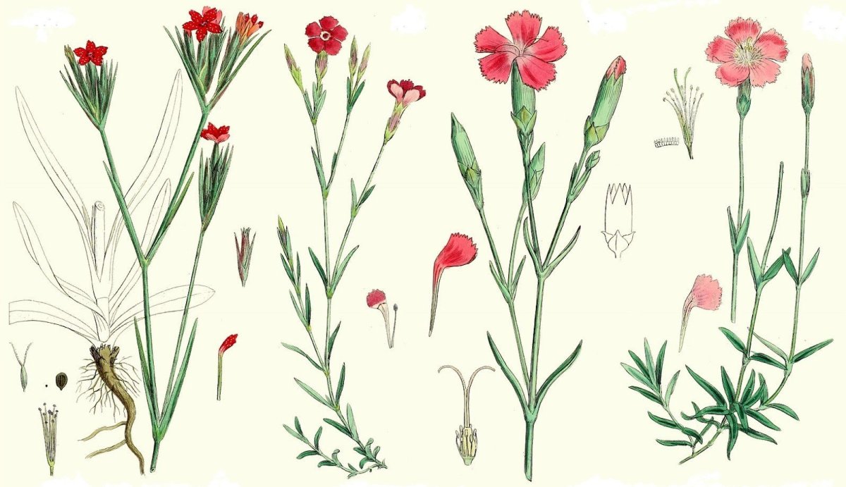 Гвоздичник Гвоздичник