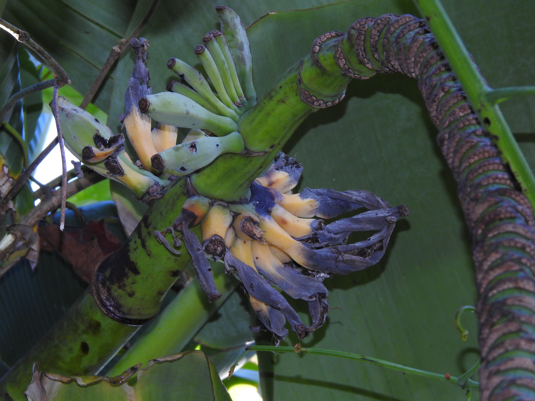Банан Бальбиса
