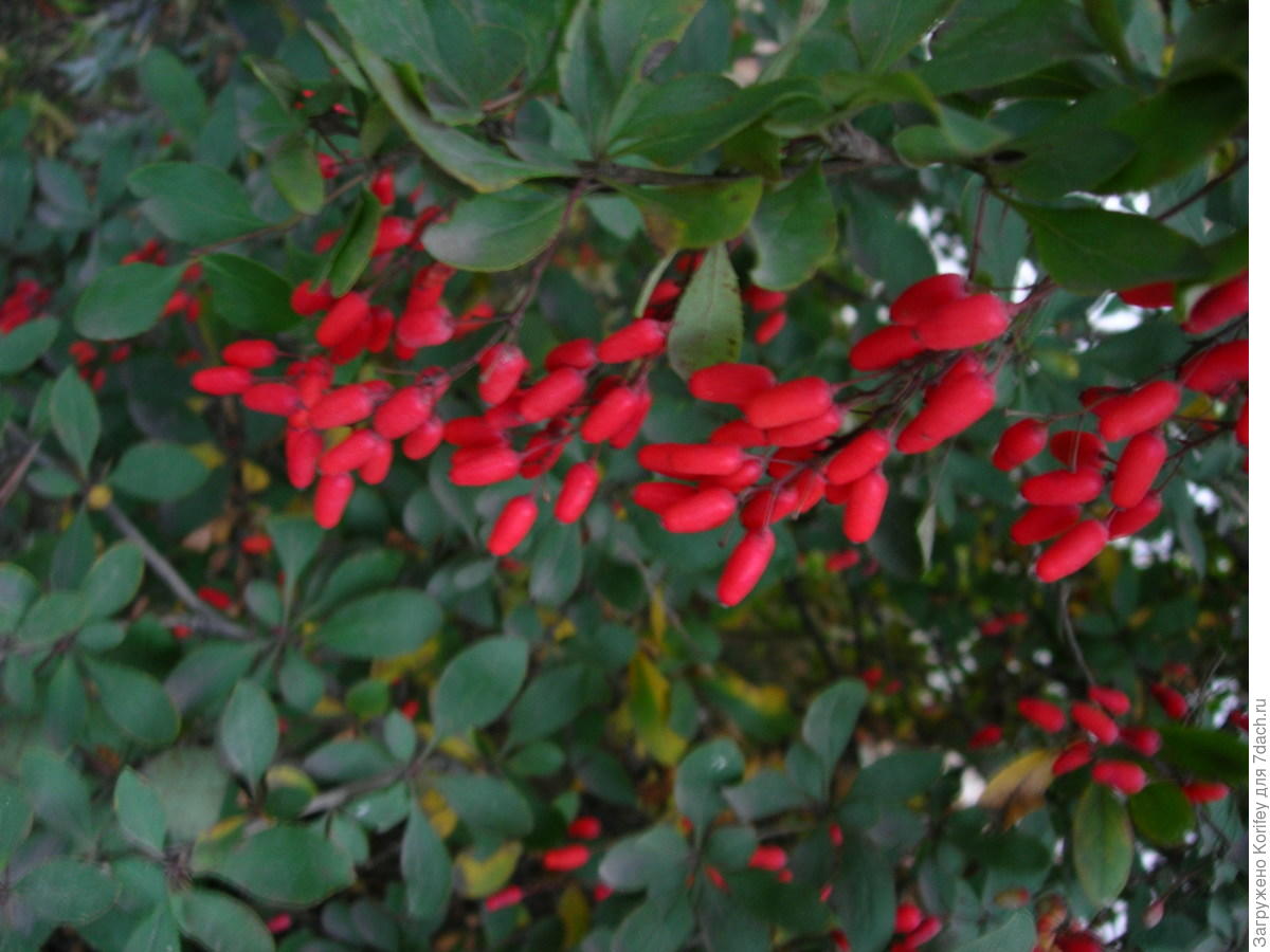 Барбарис многоцветковый Барбарис многоцветковый