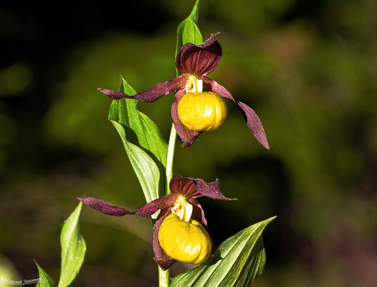 Башмачок настоящий