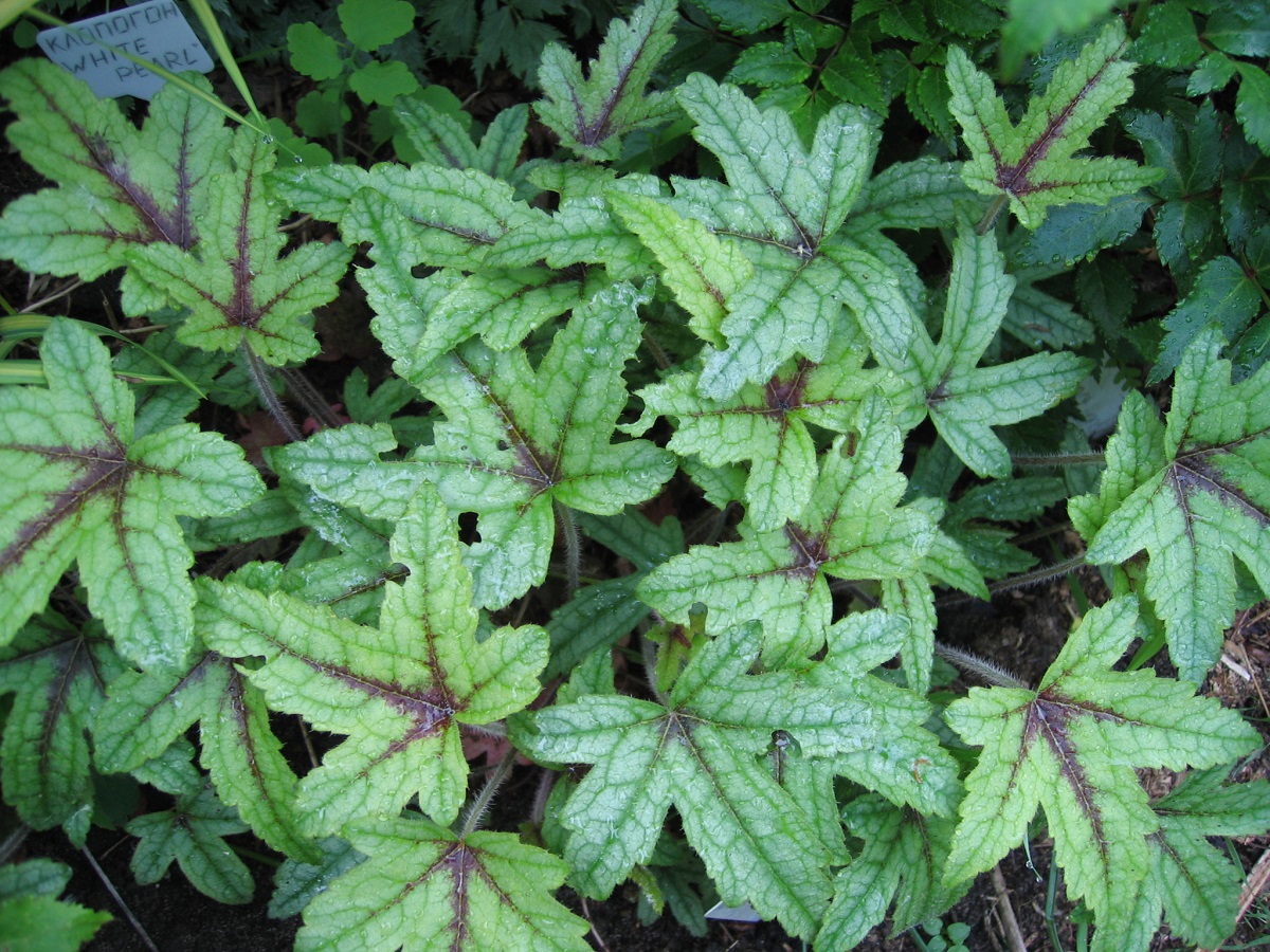 Гейхерелла