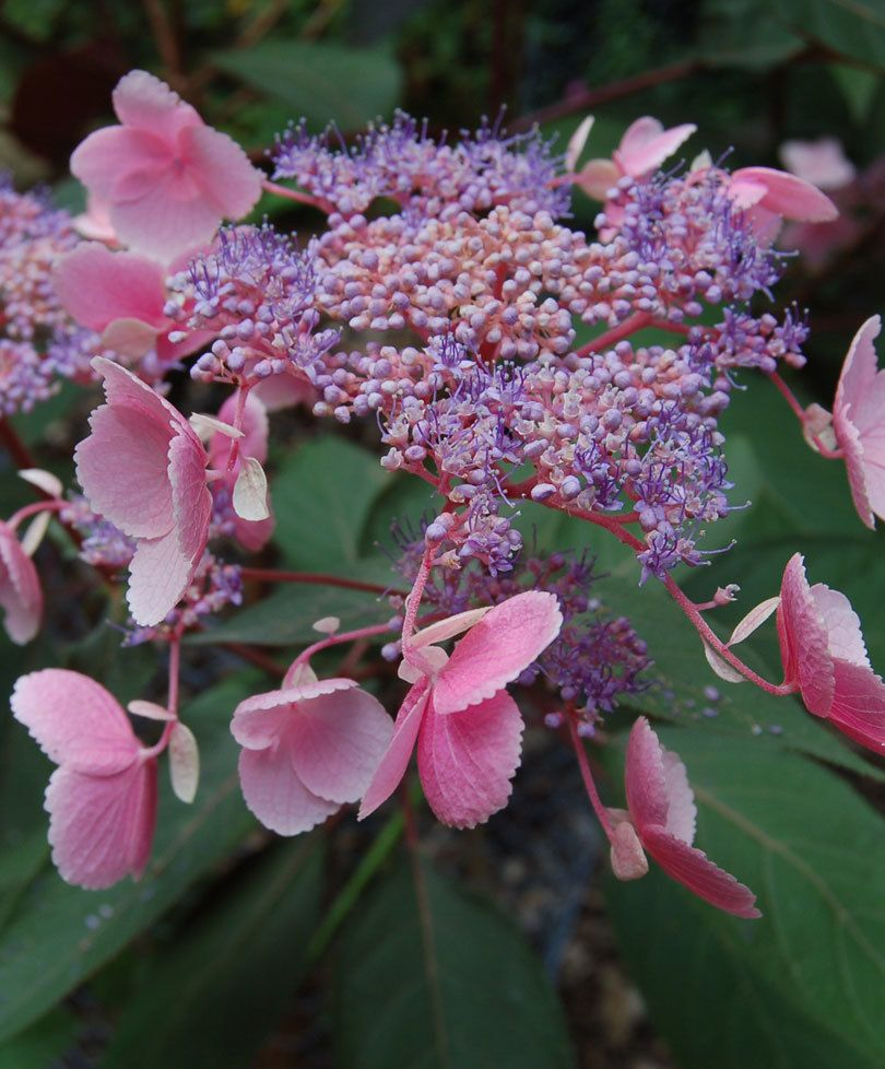 Гортензия шероховатая