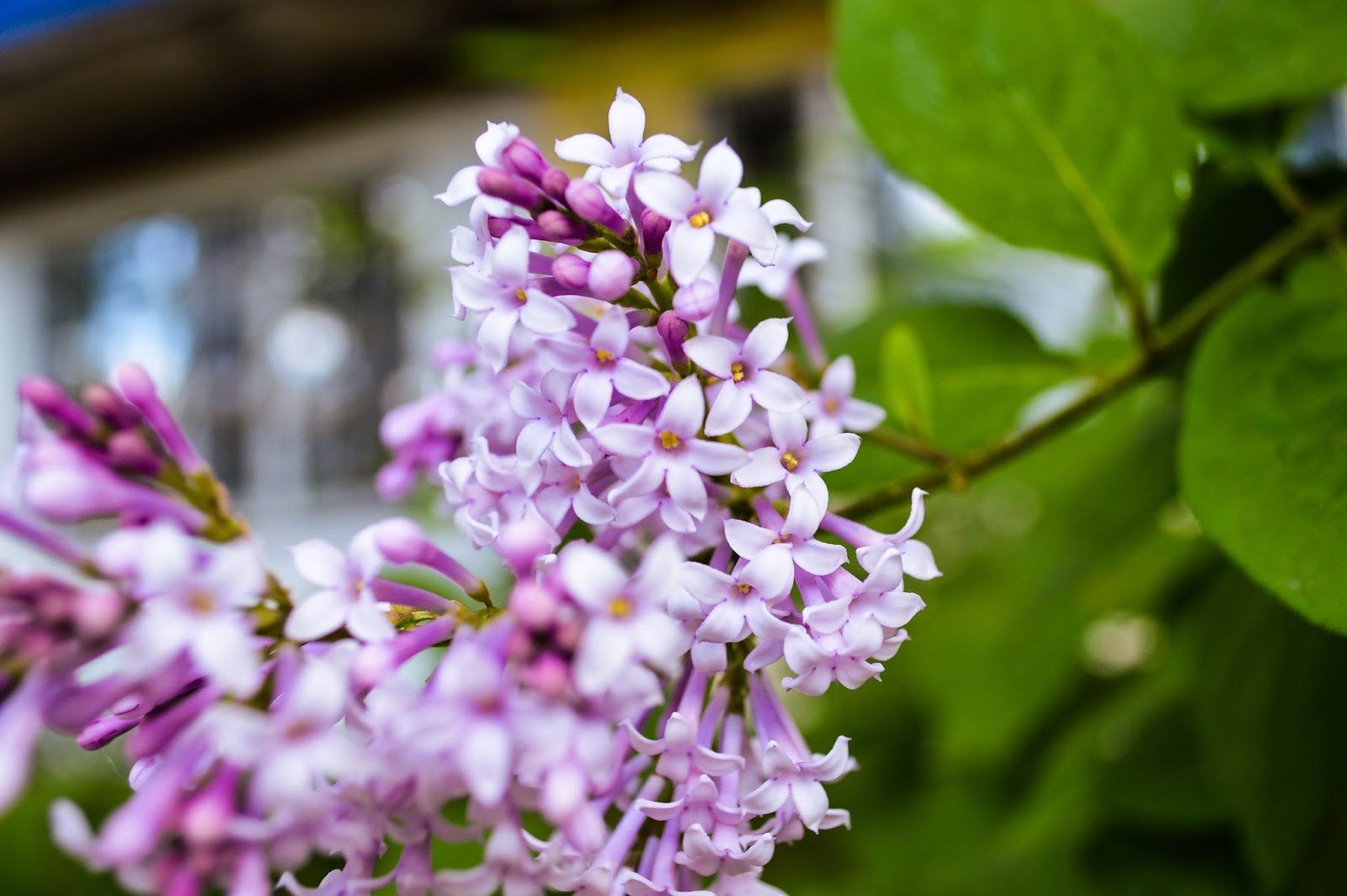 Сирень персидская