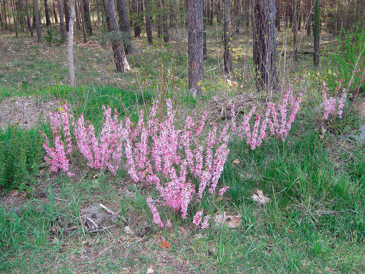 Дикий миндаль