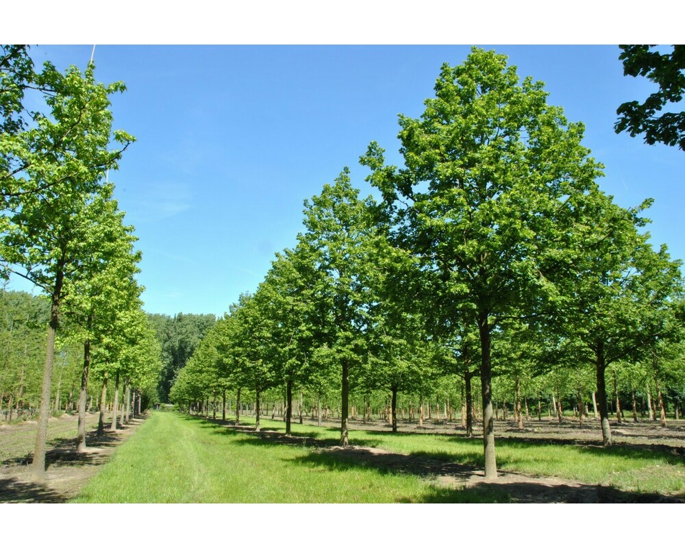 Липа крупнолистная