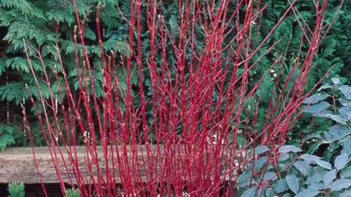 Дерен кроваво-красный Дерен кроваво-красный