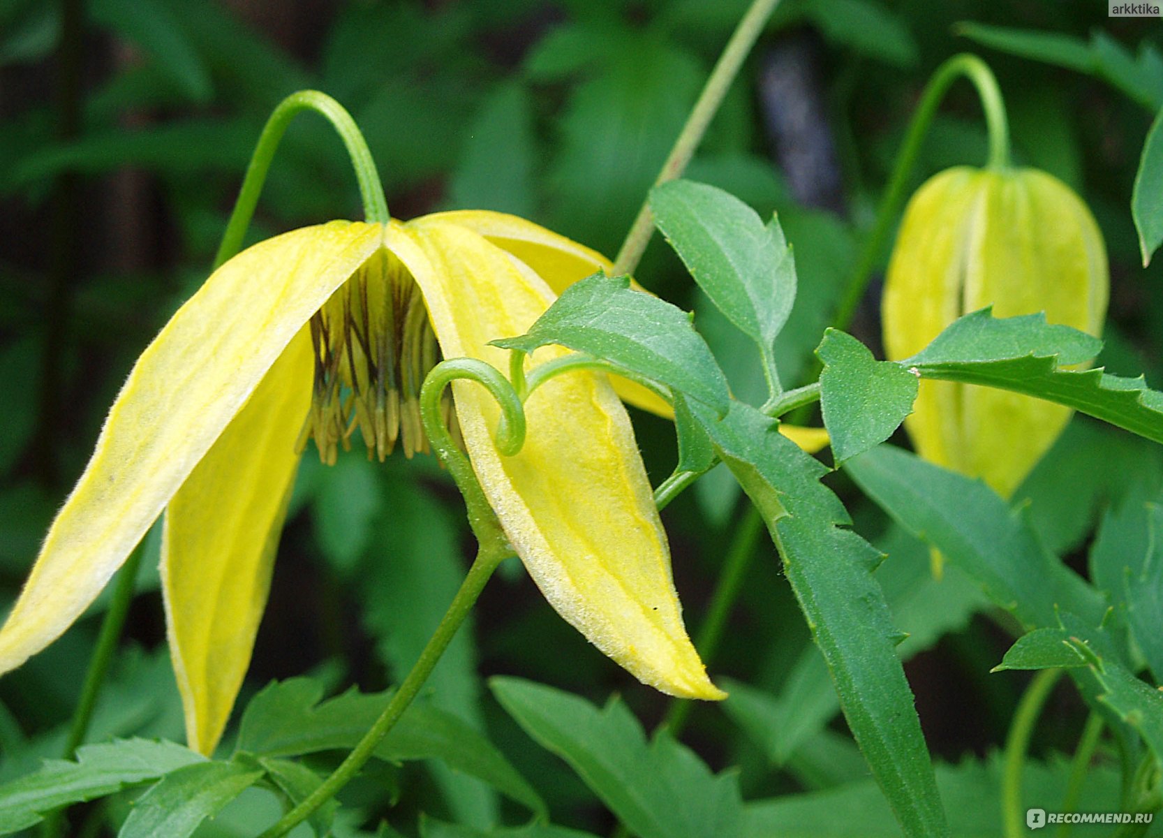 Княжик Арманда Княжик Арманда