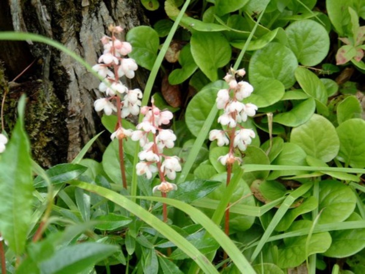 Безвкусница Безвкусница