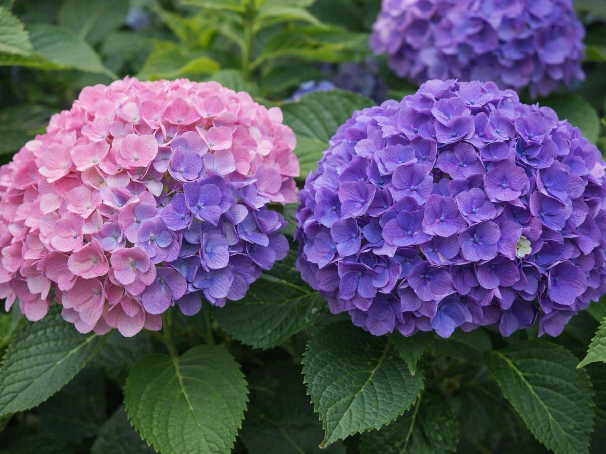 Гортензия метельчатая Гортензия метельчатая