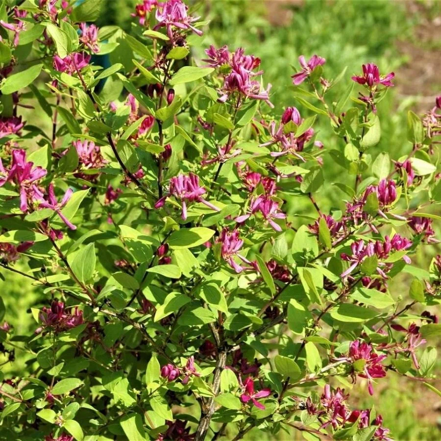 Жимолость татарская