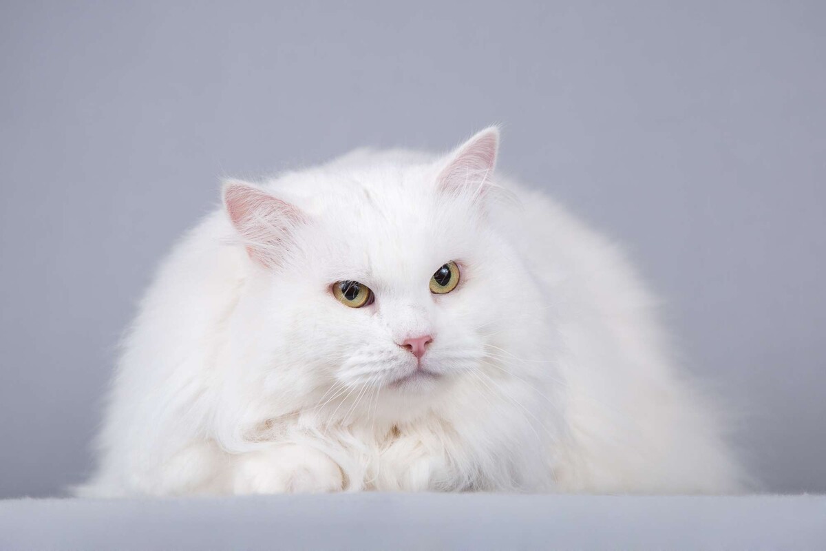 Глициния пушистая