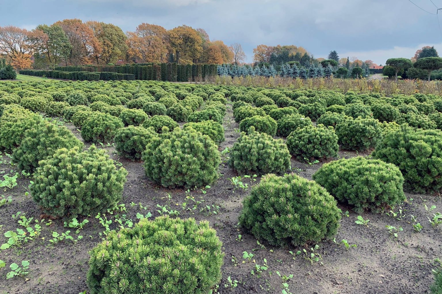 Сосна горная