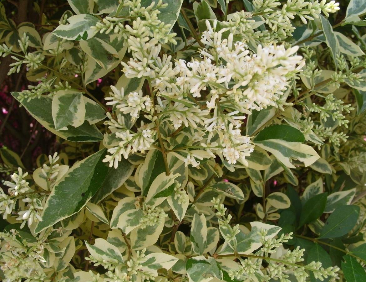 Бирючина пестрая Бирючина пестрая