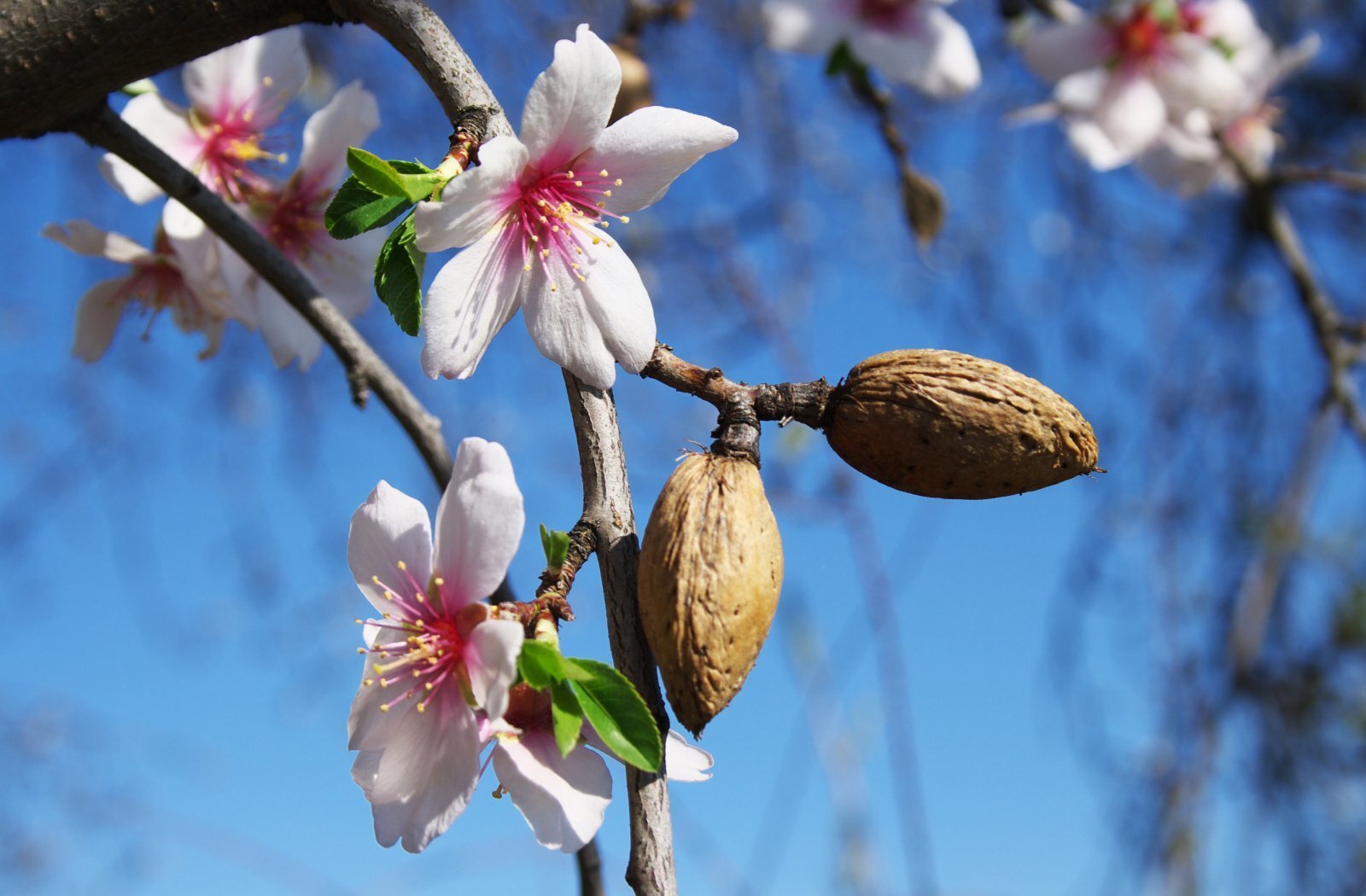 Миндаль обыкновенный Миндаль обыкновенный