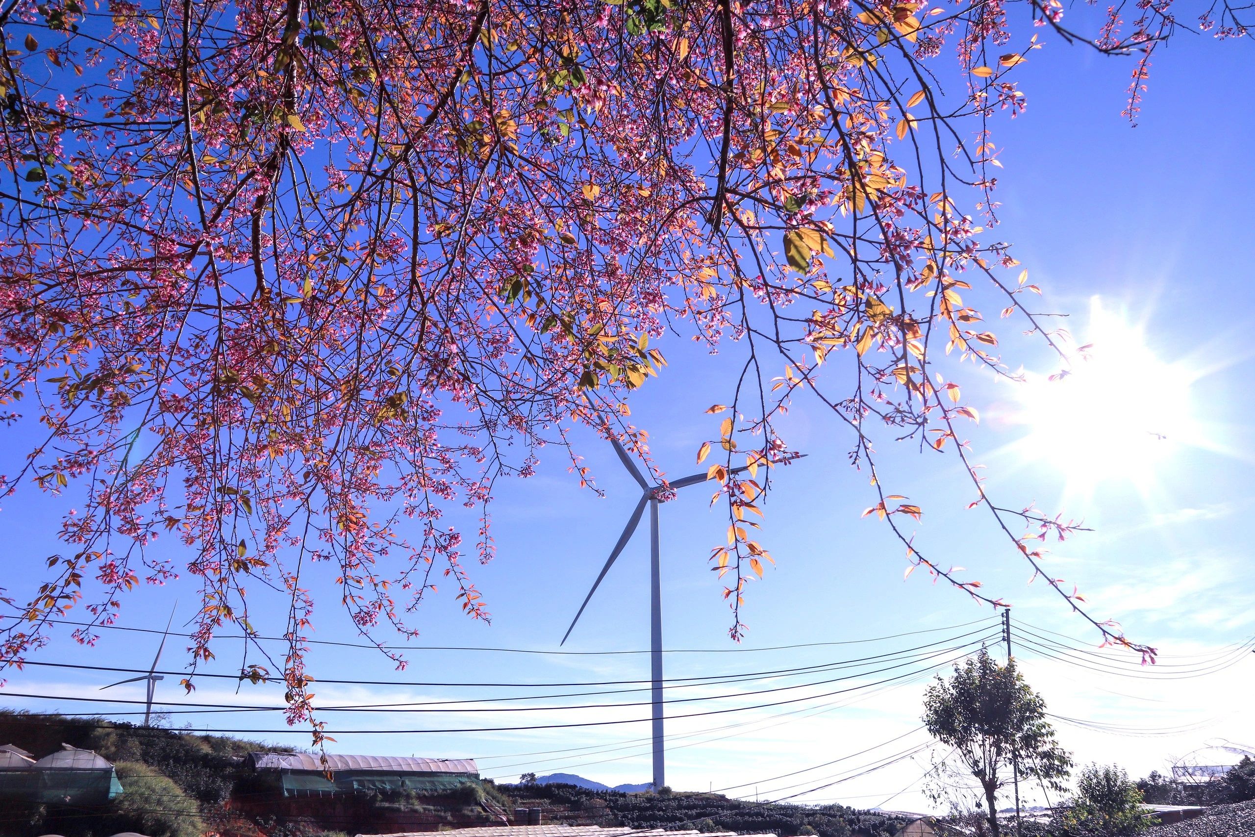 Древогубец розовый