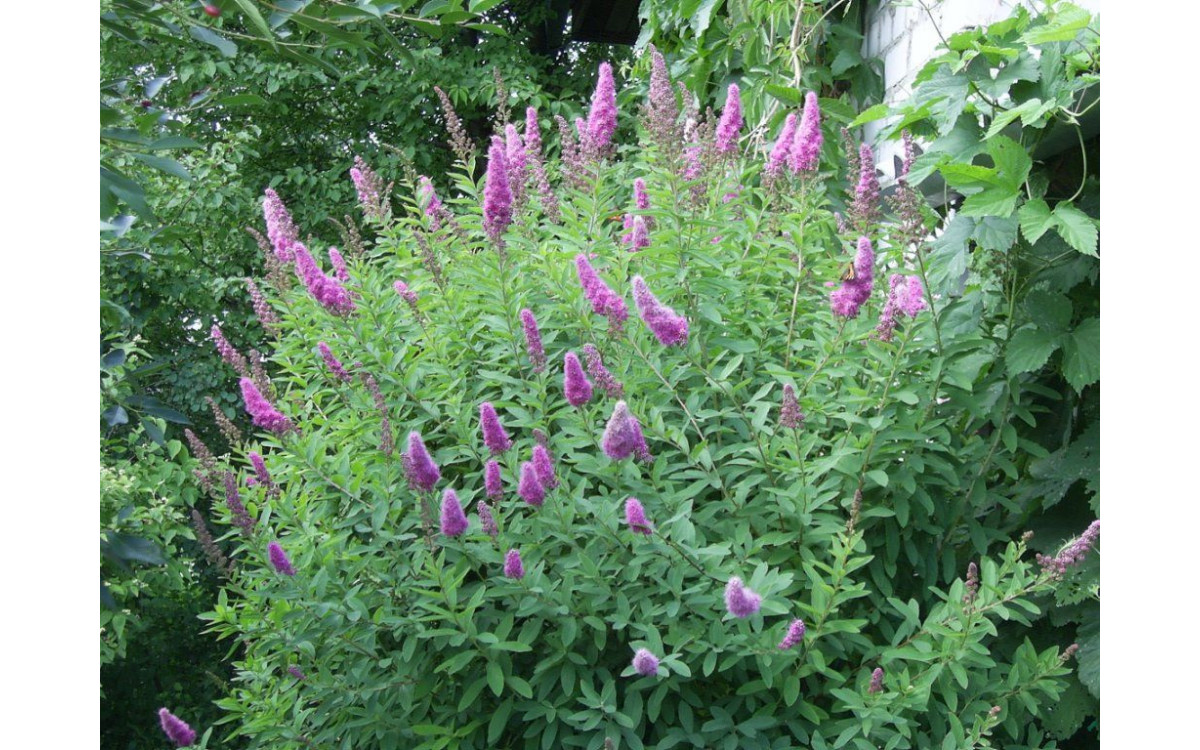 Спирея Спирея