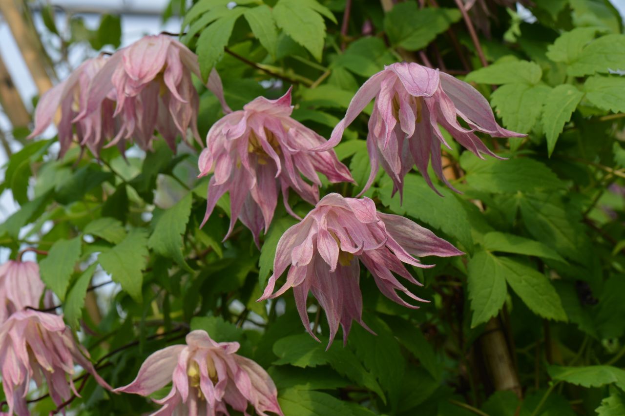 Княжик Арманда Княжик Арманда