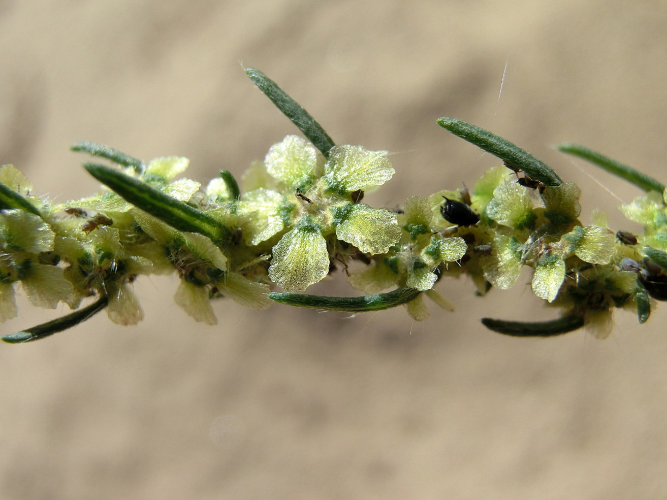 Бассия простёртая Бассия простёртая