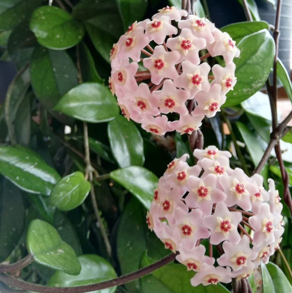 Плющ восковой