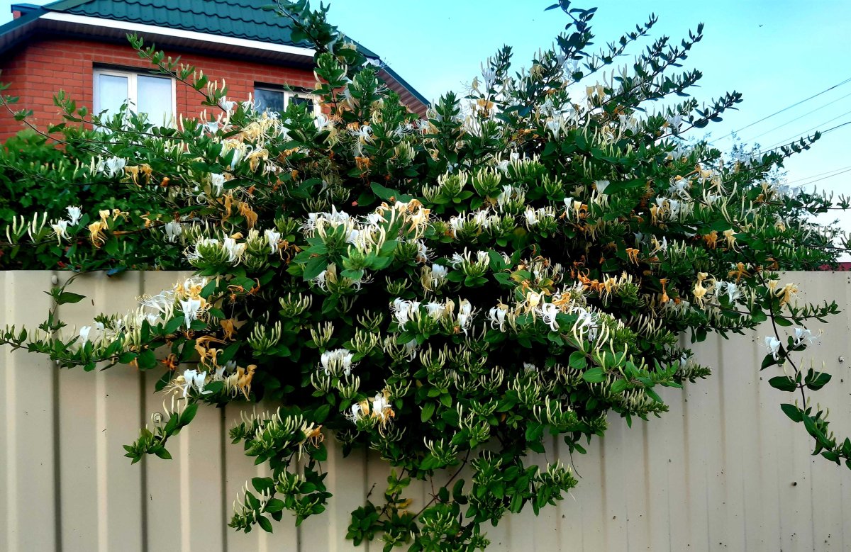 Жимолость каприфоль