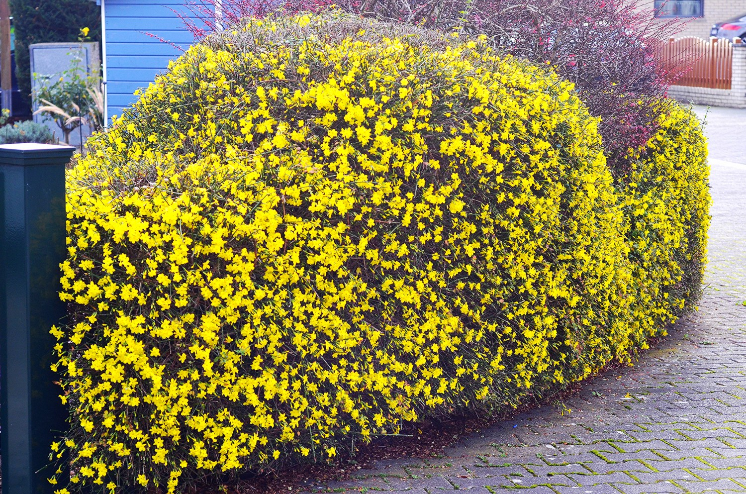 Жасмин голоцветковый Жасмин голоцветковый