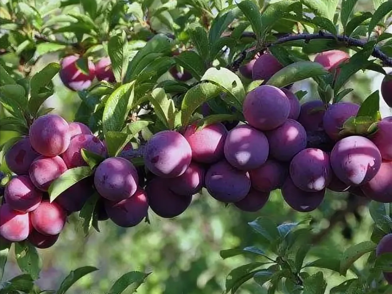 Кустарниковая слива Кустарниковая слива