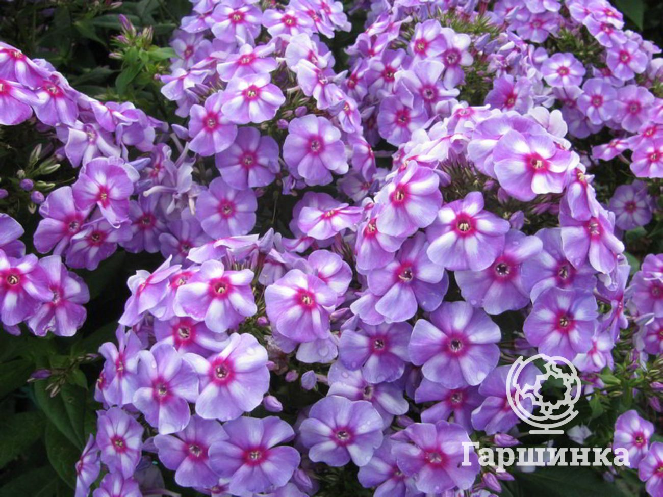 Флокс