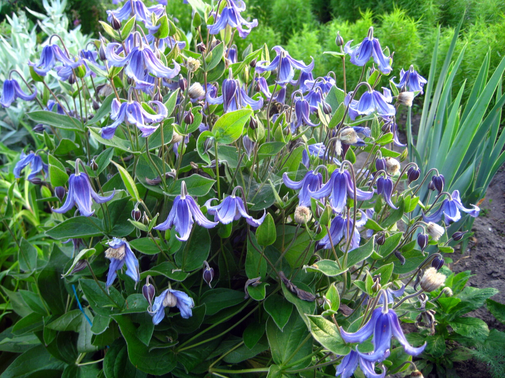 Клематис Интегрифолия