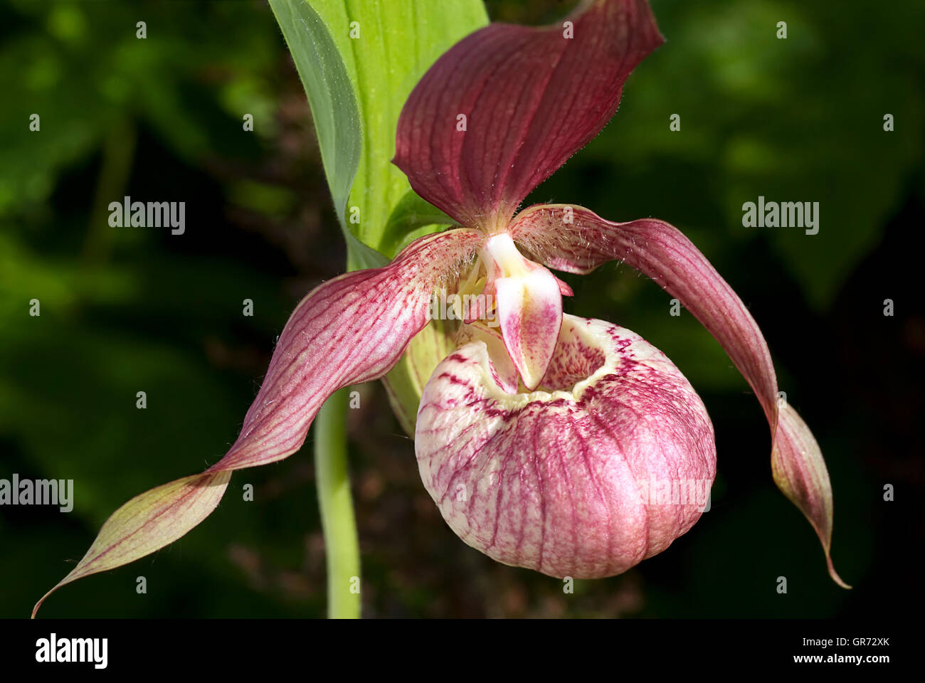 Башмачок вздутый