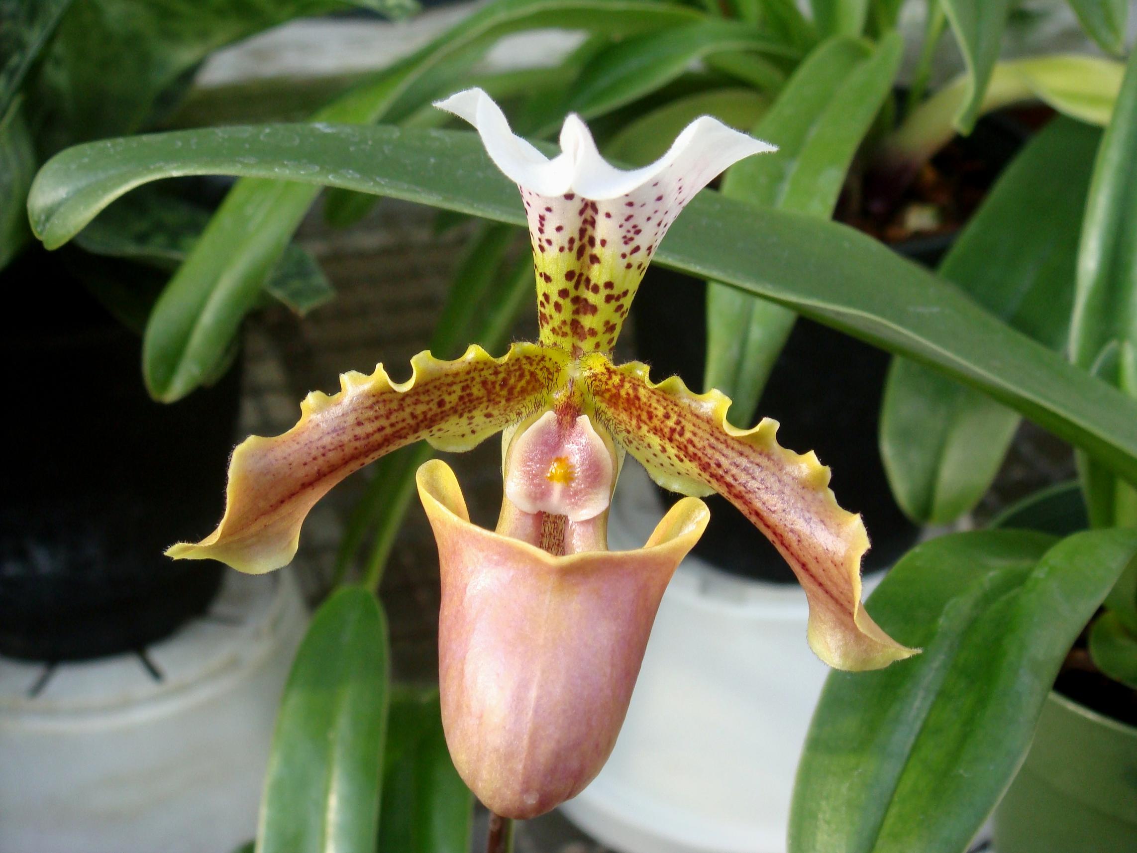 Башмачок Генри